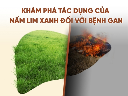 Khám phá tác dụng của nấm Lim Xanh đối với bệnh gan: Sự thật ít ai biết